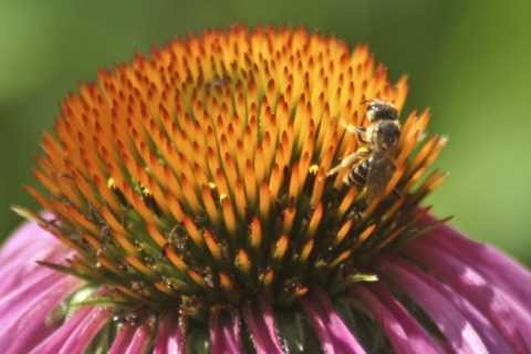 A bee in the center of a purple flower