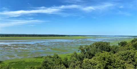 lush moist soil vegetation and ribbon of shallow water against a brilliant blue sky from 100 feet in the air