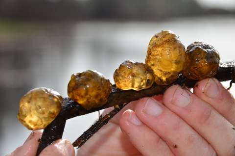 Close up of a reed with four egg masses attached. Each is the size of a golf ball (an inch to inch and a half across).