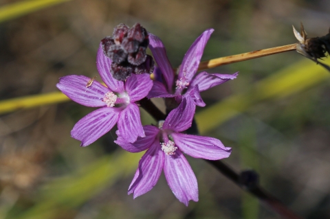 the pedate checkermallow is a a purple starshaped flower with a white stamen