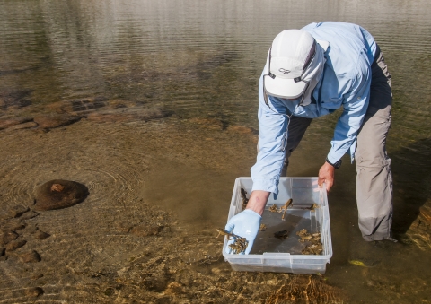 a man stands in a lake and releases frogs from a clear plastic bin