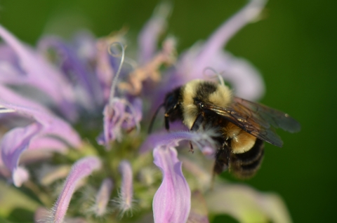 Rusty patched bumble bee on a wild bergamot flower