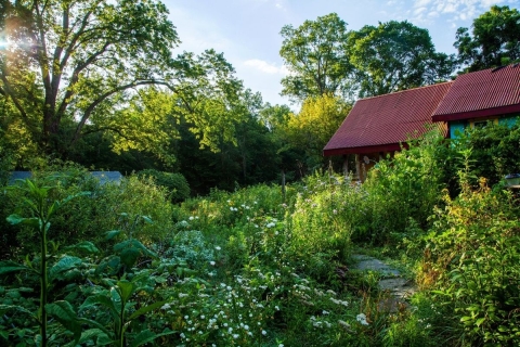 Large backyard with flowering plants and seedy plants