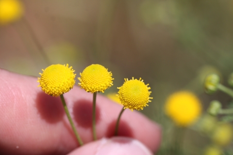 closeup of hand holding yellow flowers between fingers