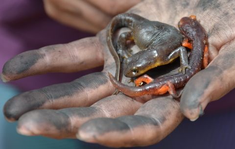 Two newts held in an ash dirtied hand.