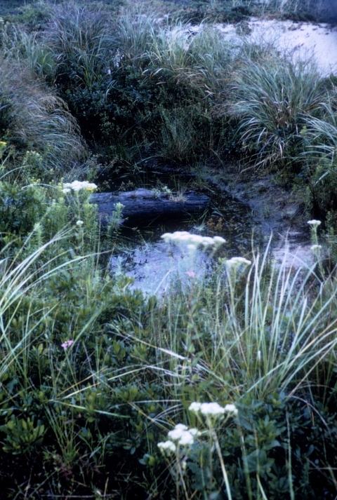 Interdunal wetlands that sustain a variety of wildlife even through periods of drought