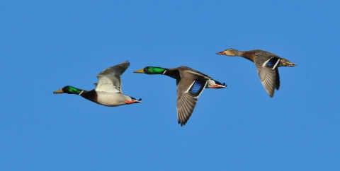 Mallards in flight