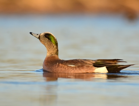 American Wigeon 