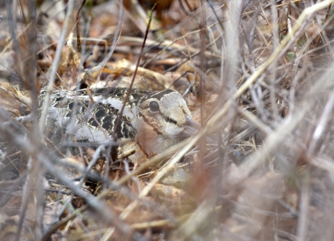 A tan-and-black bird sitting -- well-camouflaged -- on the ground amid tall tan-colored grasses 