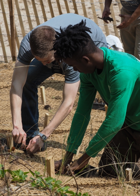 Two men plant beach grass