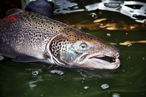 Front half of a fish showing their spotted silvery body.