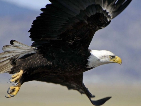 A large bird with a black-brown body, white head and hooked yellow beak and talons soars in the sky