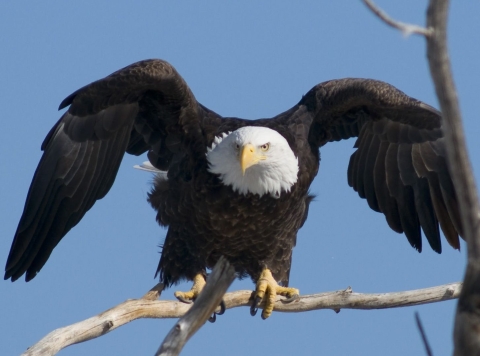 A large bird with brown-black body, white head and hooked yellow beak and talons set to take off from a branch