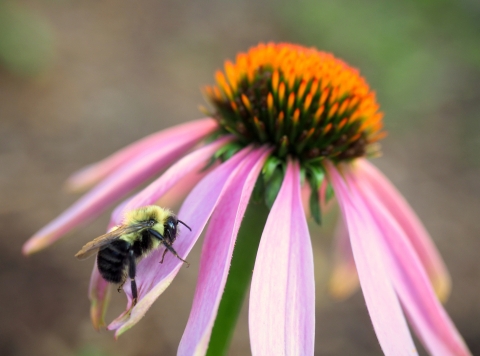 A yellow-and-black bee rests on a flower with purple petals and a orange-green cone (or disk)