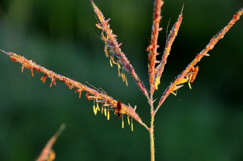 Flowering Big Bluestem