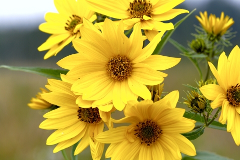 Yellow flowers