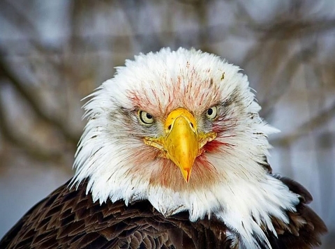 A close-up of white-headed, yellow-beaked, blood-spattered bird with big eyes staring straight at the camera