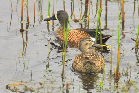 Blue Winged Teal Pair 