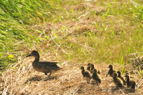 Blue Winged Teal and Brood 