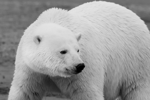 A polar bear has black eyes and nose, and small ears, in a thick pelt of white fur.