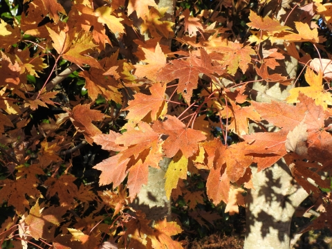 Red leaves in the fall.