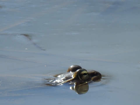 A Leopard Frog's eyes peaking above water. 