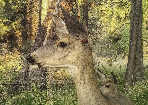 A deer and fawn appear close up, with ears raised, on a remote-action trail camera at Klamath Marshal National Wildlife Refuge in Oregon.