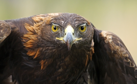 Golden Eagle 