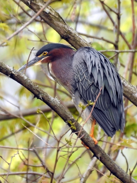 Green Heron 