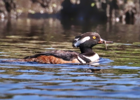 Hooded merganser swims with a small fish in its bill