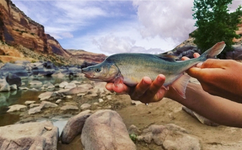 A fish with a hump on its upper back being held with two hands above the surface of a stream. 