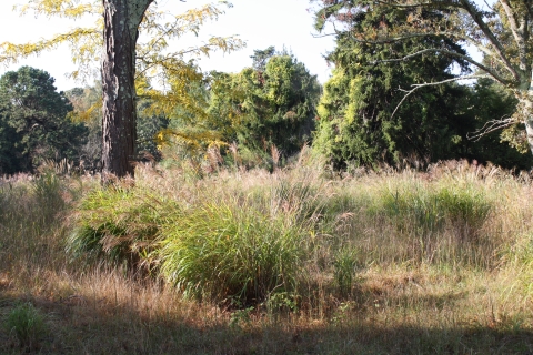 A mix of evergreen and deciduous trees borders and open meadow of grass