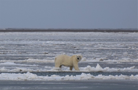 A polar bear walks across ice, with the shore in the background.