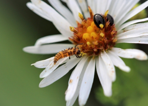 An extremely young and small ladybug on a flower with a yellow center and white petals 