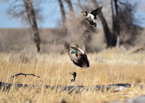 Mallards Landing on Wetland 