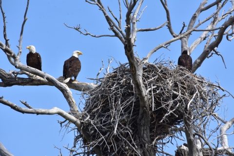 Nesting Eagles 