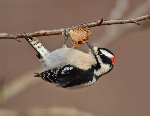 A downy woodpecker feeding on a praying mantis egg case