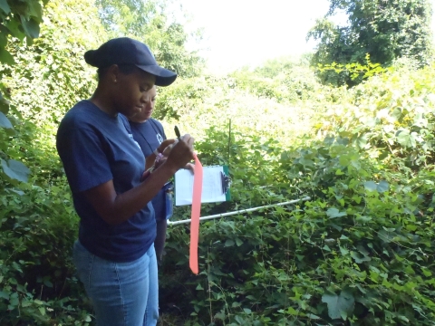 Biologists study impact of weevil release on invasive plant