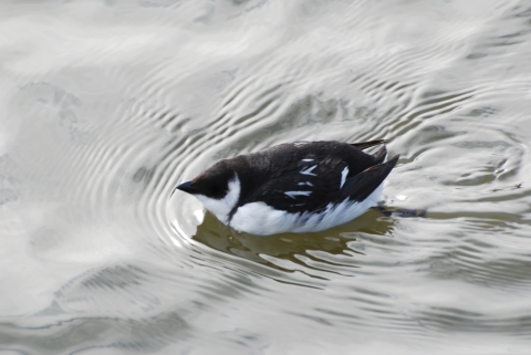 Dovekie swimming