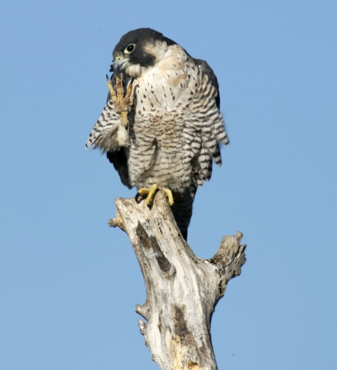 A black-and-white bird perched atop a dead tree snag holds its claw to its beak with a quizzical look on its face