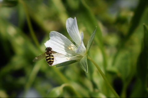 a black and yellow fly that looks like a bee lands on the white petal of a cup-shaped flower