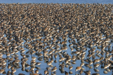 Shorebirds 