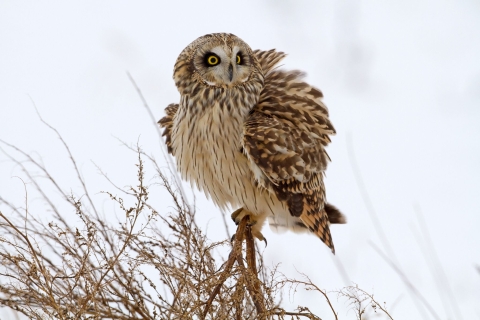 A short-eared owl fluffs up its feathers to defend against chill winds near Patoka River National Wildlife Refuge in Indiana.