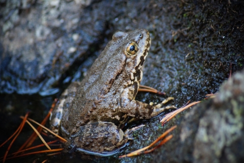 an olive green and yellow frog sits just above some water on a rock