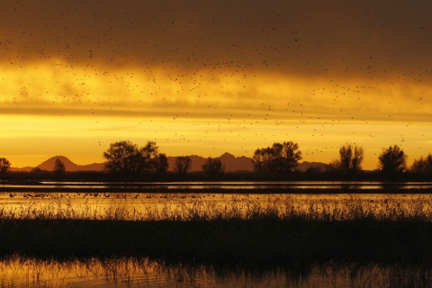 The sky is yellow-brown, ducks are on the water, birds are in the sky, and trees and mountains are in the distance as the sun begins to rise