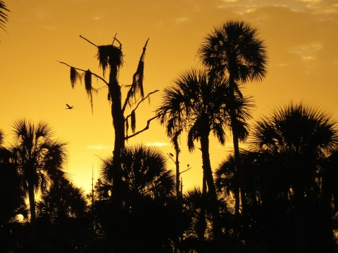 Tropical trees that look like palm trees silhouetted in front of a light orange glowing sky as the sun rises