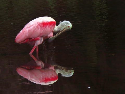 A large pink shorebird with a white head and longer light yellow bill looks down at its own reflection in slightly rippling water