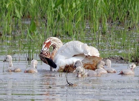 A large white bird with a brown-and-white neck and head and black bill keeps and eye on seven of its young in a marsh