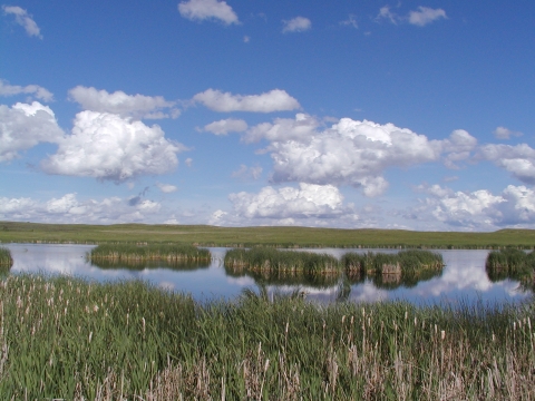 Wetland on Hurons WMD