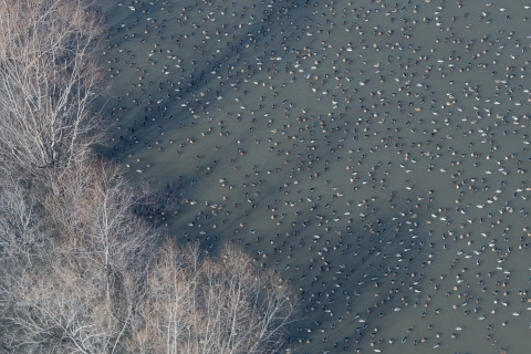 aerial image of a flock of mostly mallard next to a line of bare winter trees